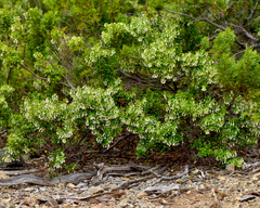 Gaultheria phillyreifolia