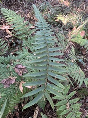Microlepia marginata