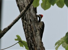 Campephilus melanoleucos