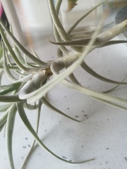 Tillandsia paleacea