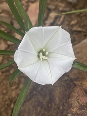 Ipomoea simplex