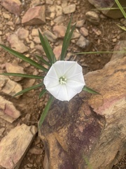 Ipomoea simplex