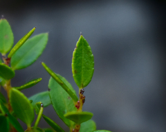 Gaultheria phillyreifolia