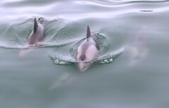 Cephalorhynchus heavisidii