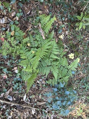 Arachniodes miqueliana