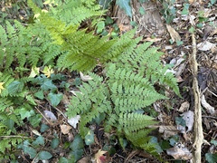 Arachniodes miqueliana