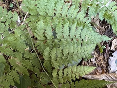 Arachniodes miqueliana