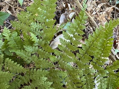 Arachniodes miqueliana