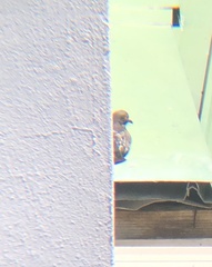 Columba livia domestica