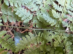 Arachniodes miqueliana