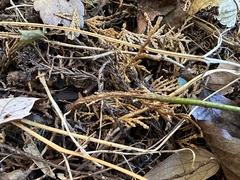 Arachniodes miqueliana