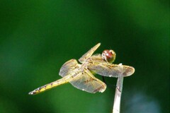 Libellula semifasciata