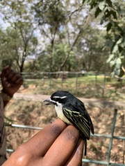 Pogoniulus bilineatus