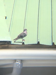 Columba livia domestica