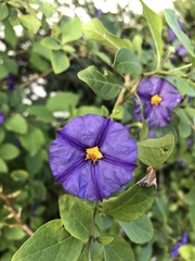 Lycianthes