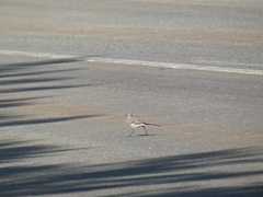 Motacilla alba alba