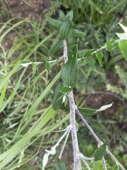 Athrixia phylicoides