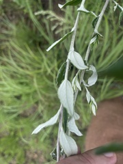 Athrixia phylicoides