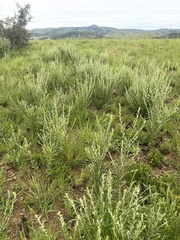 Athrixia phylicoides