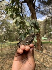 Chalcomitra amethystina