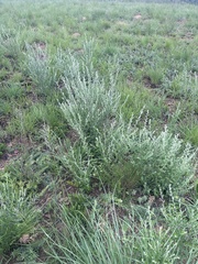 Athrixia phylicoides