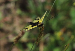 Libelloides longicornis