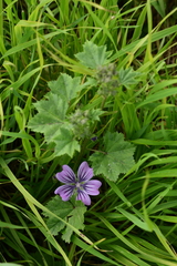 Malva multiflora