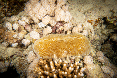 Ctenactis crassa