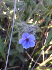 Alkanna strigosa