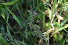 Poa bulbosa
