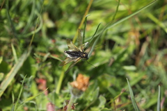 Libelloides hispanicus