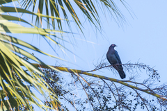 Patagioenas squamosa