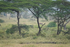 Tragelaphus oryx pattersonianus