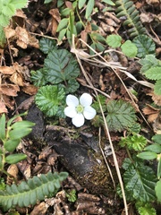 Rubus geoides