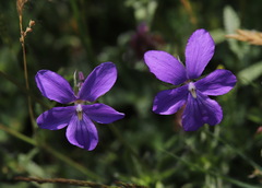 Viola cornuta