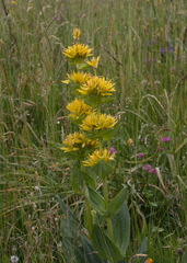 Gentiana lutea lutea