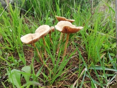 Agrocybe pediades