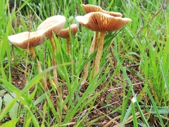 Agrocybe pediades
