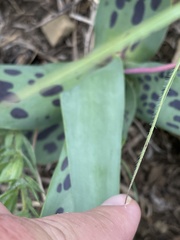 Ledebouria asperifolia