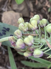 Ledebouria asperifolia