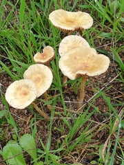 Agrocybe pediades