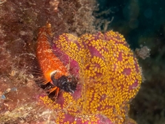 Enneapterygius atrogulare