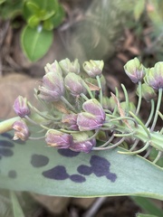 Ledebouria asperifolia