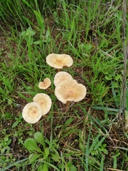 Agrocybe pediades