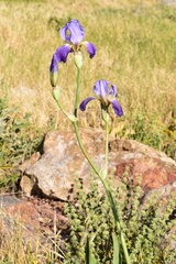 Iris mesopotamica