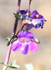 Penstemon spectabilis