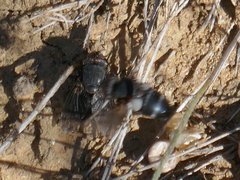 Calliphora vomitoria
