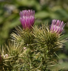 Cirsium eatonii clokeyi