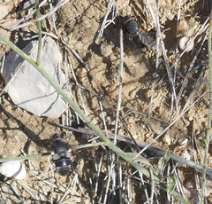 Calliphora vomitoria