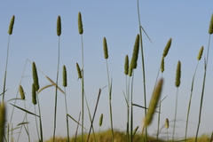 Phalaris tuberosa